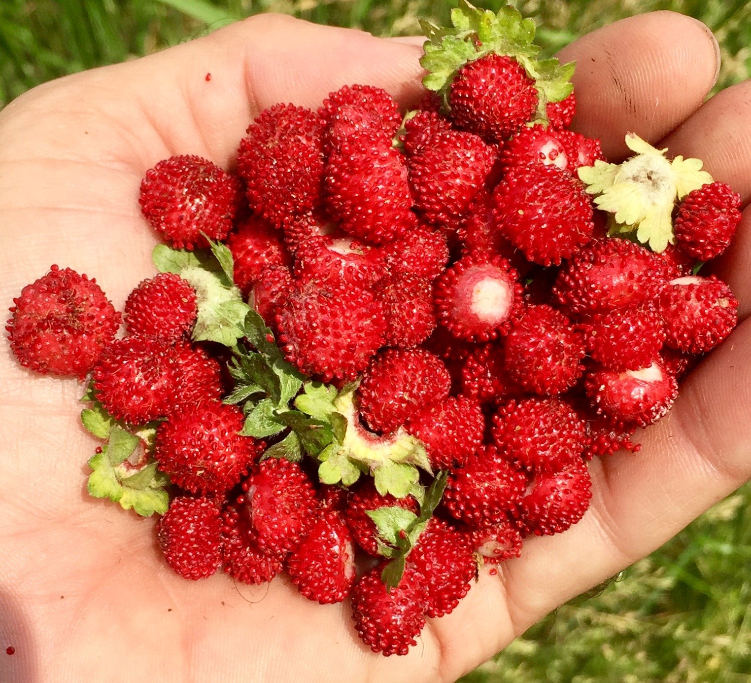  WILD STRAWBERRY プレート23cm4枚 Amazon.com : Frozen Seed Capsules - Woodland Wild Strawberry